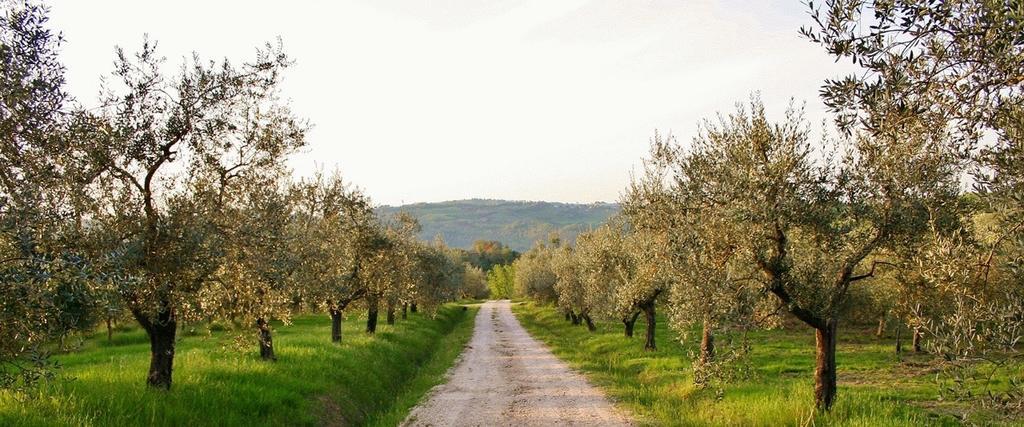 Podere Le Corone Βίλα Monte Castello di Vibio Εξωτερικό φωτογραφία